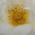 Bijela  - Floribunda ruže - Irène Frain